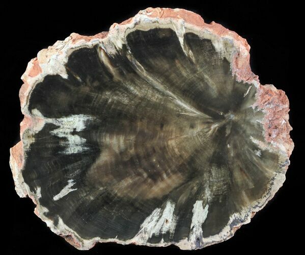 Woodworthia Petrified Wood Slab - Zimbabwe #66165